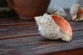 Shell Rapana Royalty Free Stock Photo