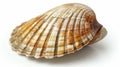 Shell on White Surface with Shadow