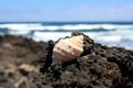 Shell on a rock