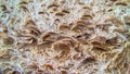 Shell rock and limestone. Close-up texture. Royalty Free Stock Photo