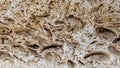 Shell rock and limestone. Close-up texture. Royalty Free Stock Photo