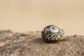 Shell on a rock