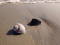 Shell and rock by the sea with a mini wave. Royalty Free Stock Photo