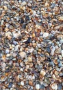 Shell rock texture  beach shells Royalty Free Stock Photo