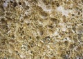 Shell rock texture close up Royalty Free Stock Photo