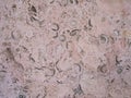 Shell rock texture. Natural stone in the decoration of houses. Royalty Free Stock Photo