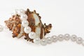 Shell and rope of pearls 1 Royalty Free Stock Photo