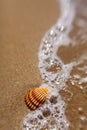 Shell in the sand Royalty Free Stock Photo