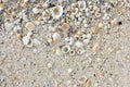 Shell sand background Royalty Free Stock Photo