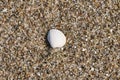 Shell in the sand on the beach of the Baltic Sea. Pebbles on the coast. Detail photo Royalty Free Stock Photo