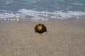 A shell in the sand on the beach. Front view Royalty Free Stock Photo