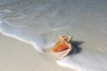 Shell on the sand beach Royalty Free Stock Photo