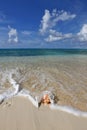 Shell on the sand beach Royalty Free Stock Photo