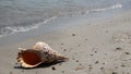 Shell in the sand on the beach