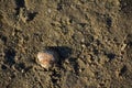 Shell in the sand on Bloemendaal beach Royalty Free Stock Photo