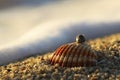 Shell on the sand in the dawn light.