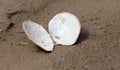 Shell in the sand on the lake