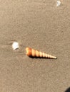 Shell on the sand and little of garbage Royalty Free Stock Photo