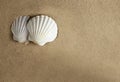 Shell sand romantic Royalty Free Stock Photo