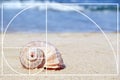Shell on sand at sea shore.