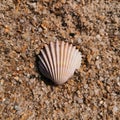 Shell On Sand. shell on the sand. seashell on the sand on the beach on a sunny day. Royalty Free Stock Photo