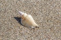 Shell on sand on the summer beach. Sand in the background Royalty Free Stock Photo