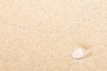 Shell on sand tropical on the beach summer time holiday background Royalty Free Stock Photo