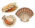 Shell scallop in different angles. Vintage hatching color illustration Royalty Free Stock Photo