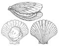 Shell scallop in different angles. Vintage monochrome black illustration isolated on white background Royalty Free Stock Photo