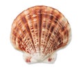 Shell