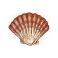 Shell scallop. Vintage hatching color illustration isolated on white background. Royalty Free Stock Photo