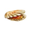 Shell scallop. Vintage hatching color illustration isolated on white background. Royalty Free Stock Photo