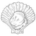 Shell scallop. Vintage monochrome black illustration isolated on white background. Royalty Free Stock Photo