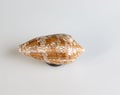 The Shell of the Sea Mollusk Conus Textile On White Background Royalty Free Stock Photo