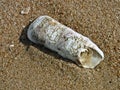 Shell in sea sand Royalty Free Stock Photo