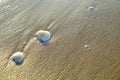 Shell sea on sand beach