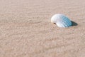 Shell sea with seashells, shells on sand tropical ocean beach. Copy space of summer vacation and business travel concept Royalty Free Stock Photo