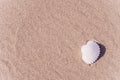 Shell sea with seashells, shells on sand tropical ocean beach. Copy space of summer vacation and business travel concept Royalty Free Stock Photo
