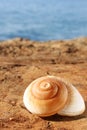 Shell of a sea snail Royalty Free Stock Photo