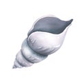 Shell sea spiral gray color. Watercolor illustration. Isolated object on white background from BEACH VACATION collection Royalty Free Stock Photo