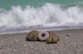 Shell of Sea Urchin on the Beautiful Beaches of Florida Royalty Free Stock Photo