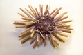 The shell of the sea urchin Heterocentrotus Latin: Heterocentrotus trigonarius with sharp needles in a stripe Royalty Free Stock Photo