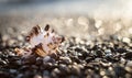 Shell, seashell on pebble. Defocused, blurry beach. Outdoor
