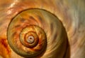 Shell. Seashell. Shell Spiral. Spiral on sea shell. Royalty Free Stock Photo