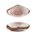 Shell shaped chocolate candy Royalty Free Stock Photo