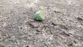 the shell of a small bird egg lies on the road Royalty Free Stock Photo