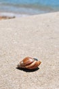 A shell of a snail on the beach