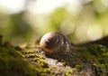 shell snail close-up green moss sunlight bokeh background Royalty Free Stock Photo