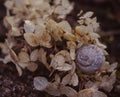flower hydrangea snail shell close-up macro garden