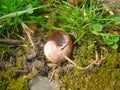 Shell of snail in the green grass